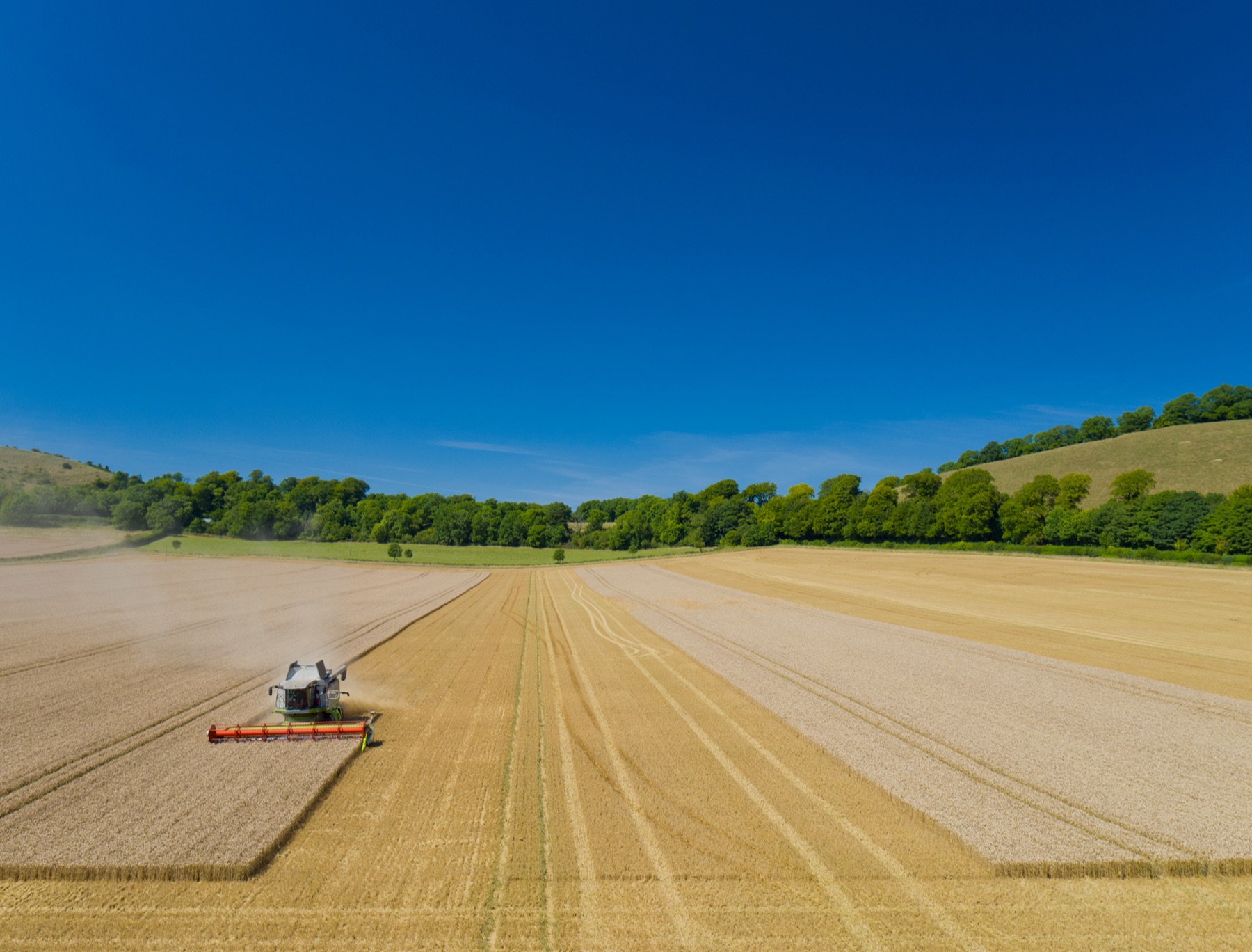 Soybean field at harvest with a combine in the distance